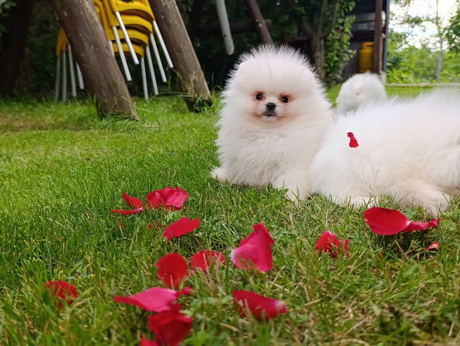 Pomeranian mini toy femela