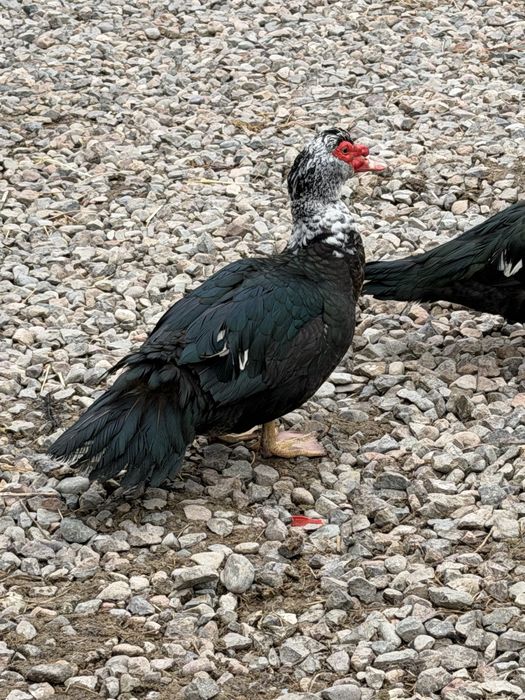 Продам индоуток несутся