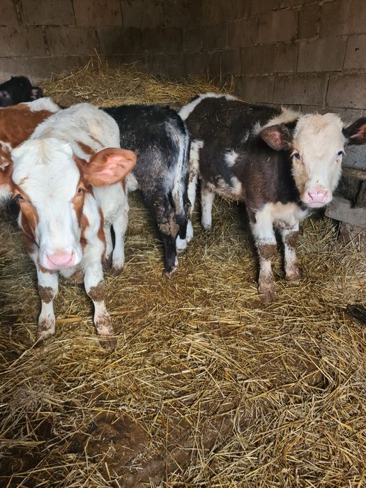 De vânzare 4 vitei 2 vitele belgiana una baltata și un tauras baltat