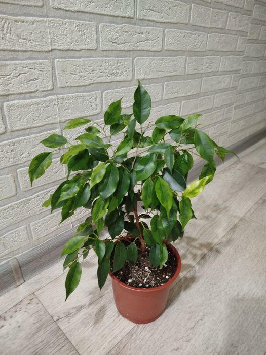 Продам Фикус бенжамин