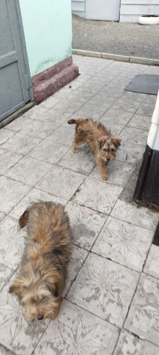 Пристраиваем щенков дворняжек