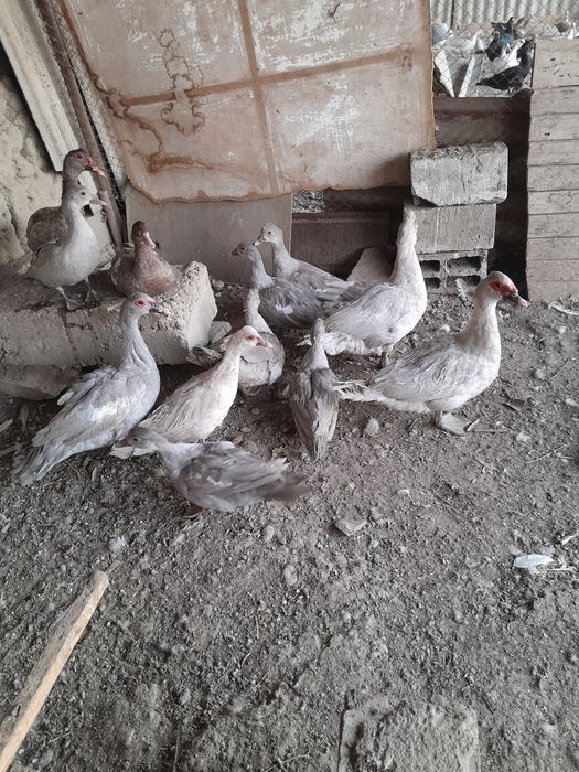 Индоутки продаются