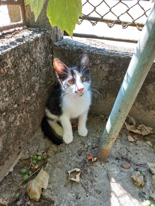 Donez pui de pisică