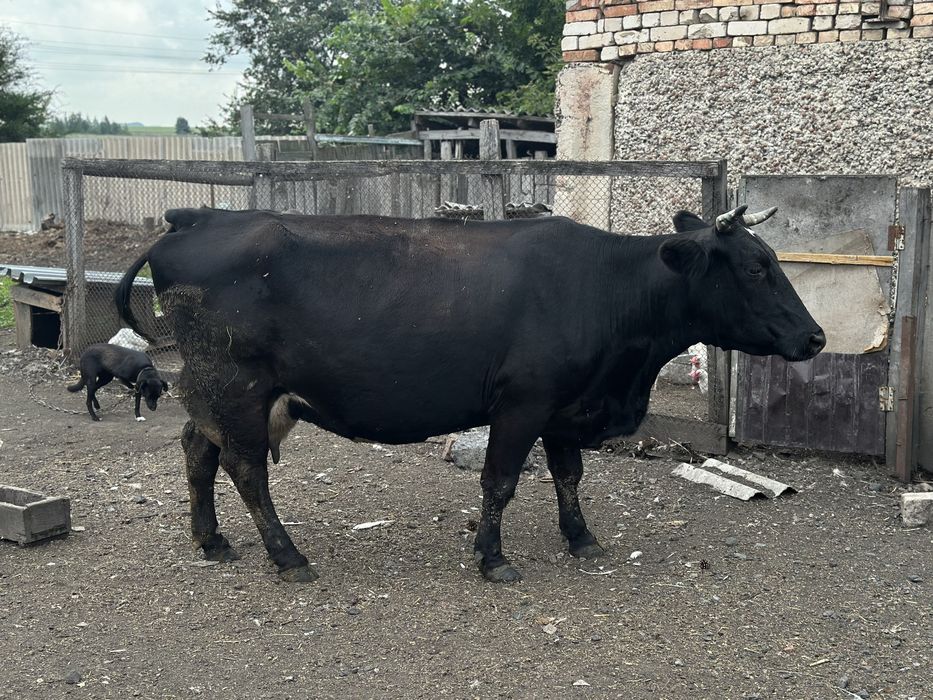 Продам крупную корову