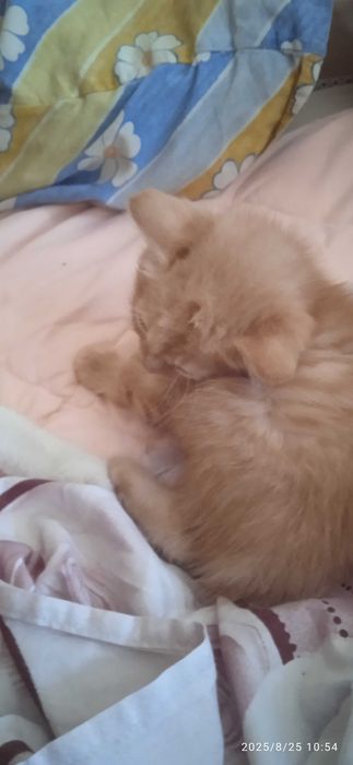 Отдам в добрые руки