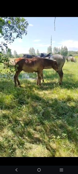 Продам жеребенка