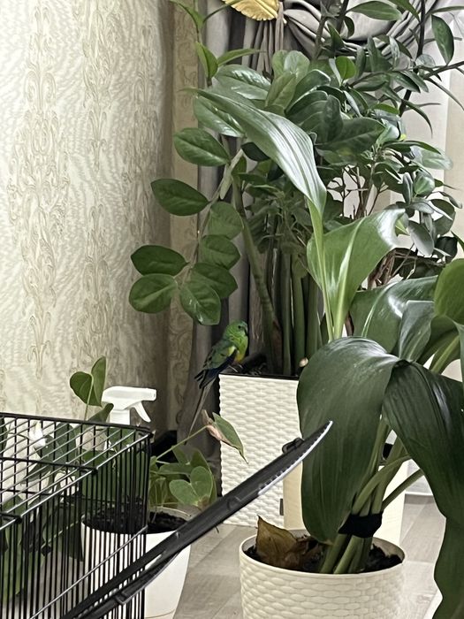 Продам попугаев!