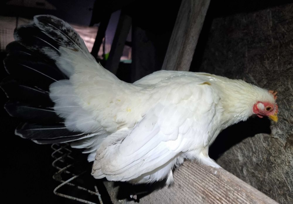 Chabo Siro - 1 cocos + 3 gaini (+ 1 cocos cadou)