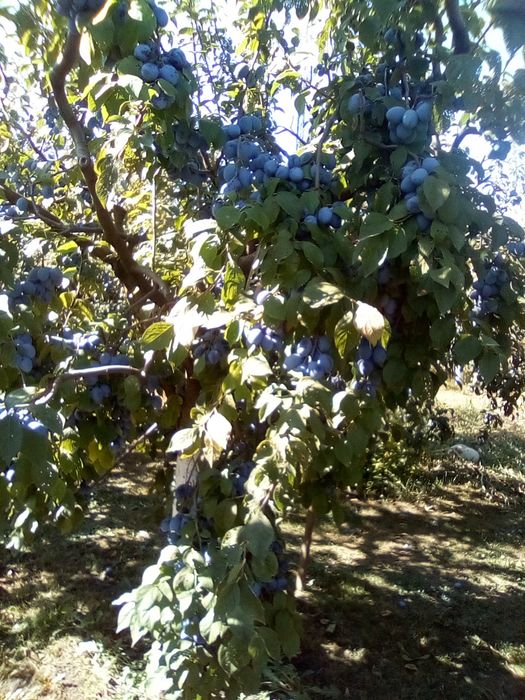 Vindem prune bune