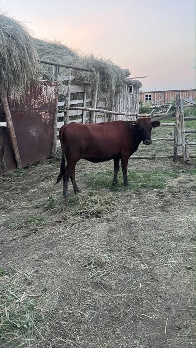 Продам полтора годовалых