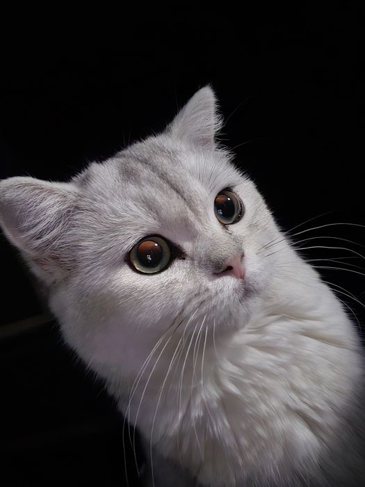 Шиншилла кошка. Мушук