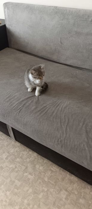 Отдам котенка в добрые руки