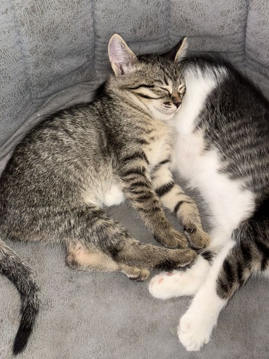 Отдам котят в добрые руки