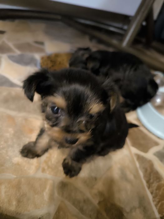 Мини Йоркширски териер