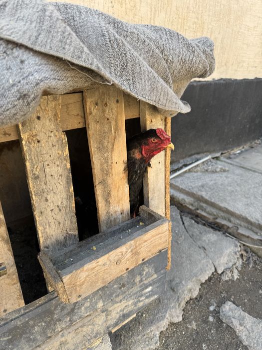 Продам июньский жужя