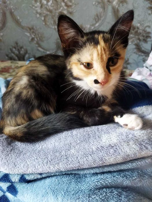 Котенок ищет дом.