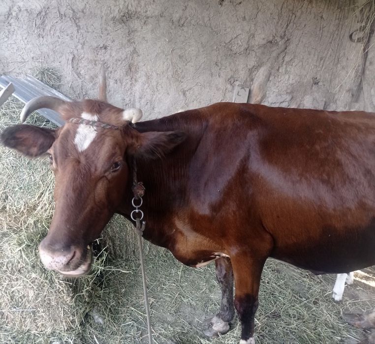 Ona bola mol sotladi