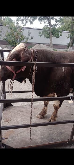 Суйишга таёр букалар бор