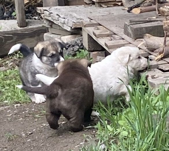 Отдам щенков 1,5 мес