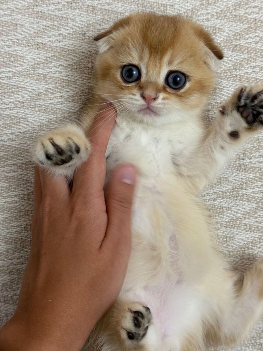 Продаются  Котята золотая шиншила