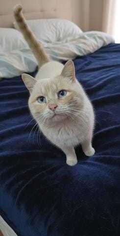 Отдам в добрые руки молодого кота