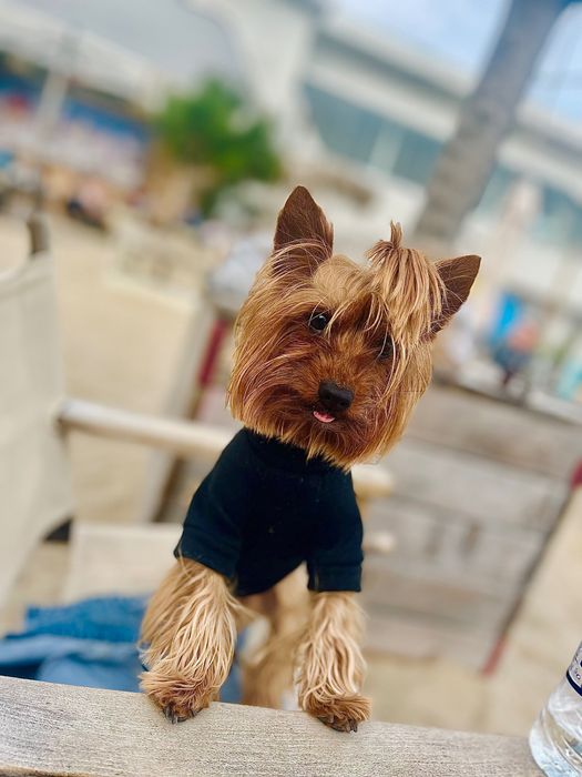 Мъжко Йорки на 4г