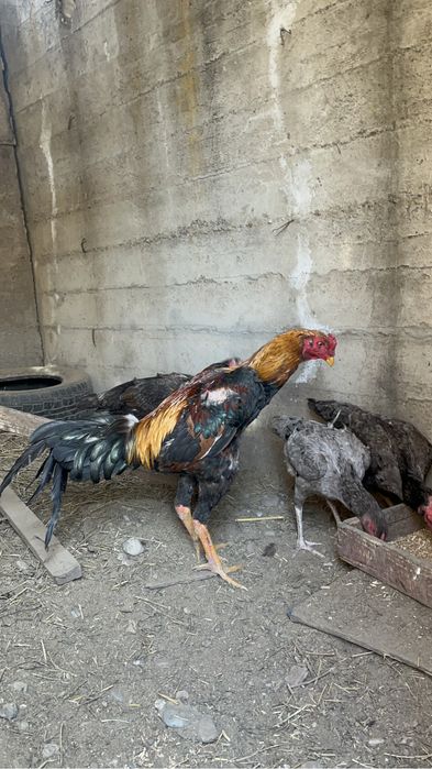 дакан жұмыртқасы