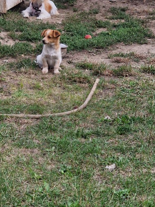 SPRE ADOPȚIE – Cățelușă de talie mică