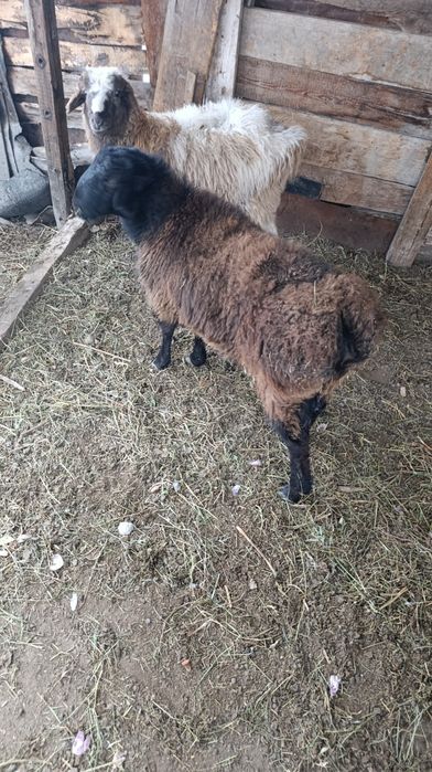 Тоқты сатылады .