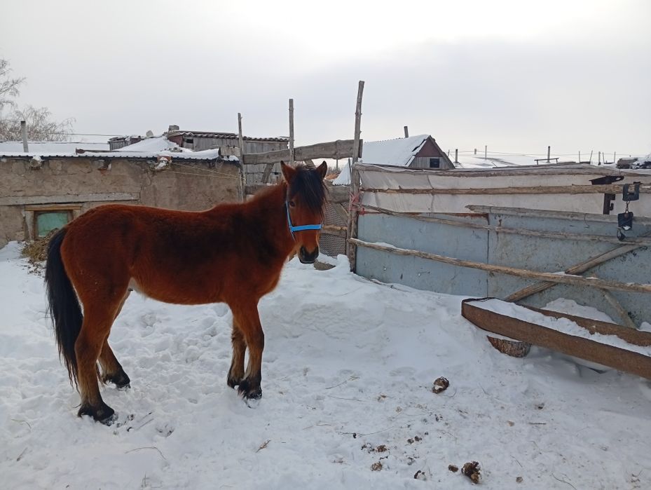 Продам с откорма жеребчика