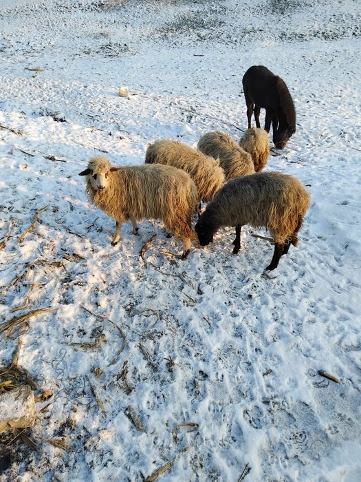 Vând 5 oii +manz=5000 sau o vaca fără vițel sau 13 capre