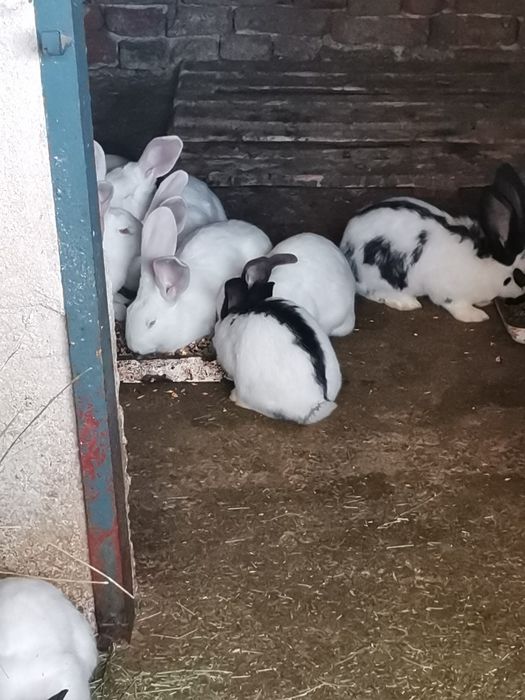 Продавам големи и малки зайци