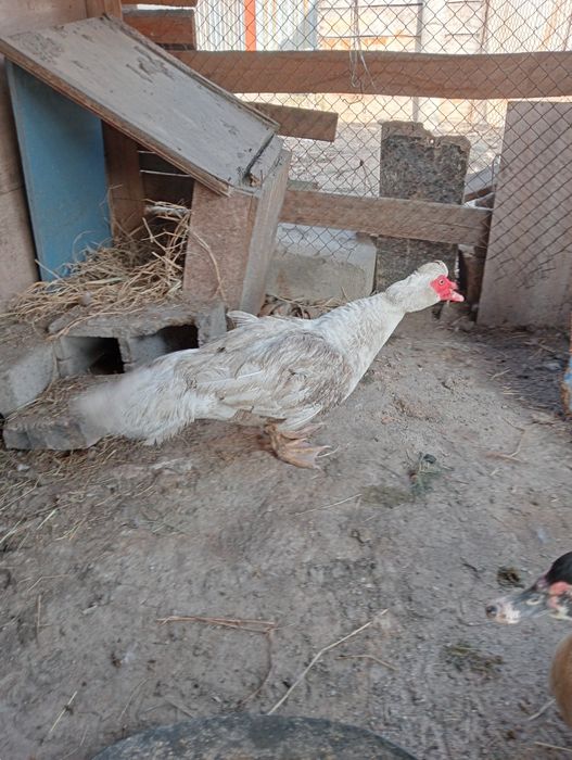 Продам индаутка селезень