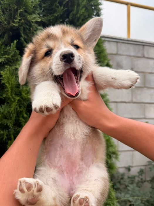 Корги щенята породистые