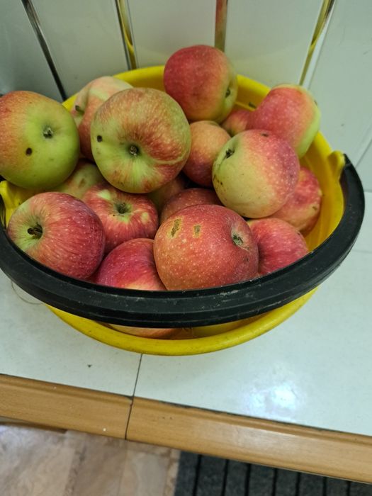 Продам яблоки крупные вкусные