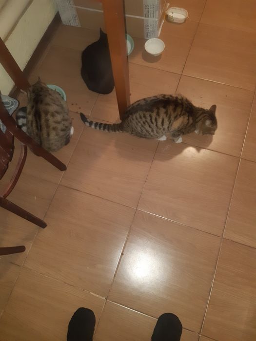 Отдам кота в хорошие руки