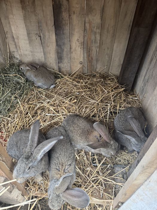 Iepurasi urias german 2 luni