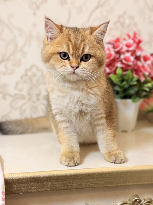 Britanski zolotisti shinshilla sotiladi