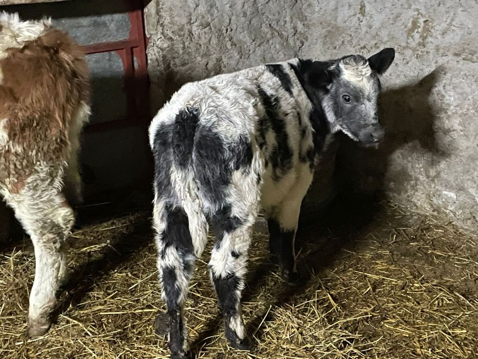 Se vinde 2 vitele de rasa