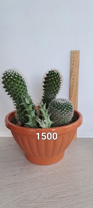Распродажа кактусов(недорого)