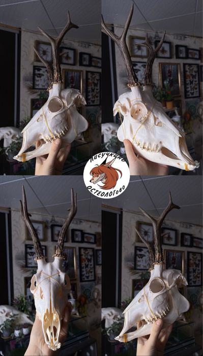 Череп косули и не только