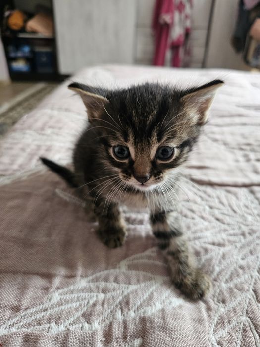 Отдам котят в хорошие руки