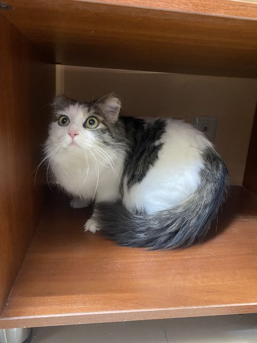 Кошка ищет дом