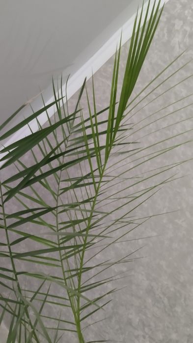 Финиковая пальма