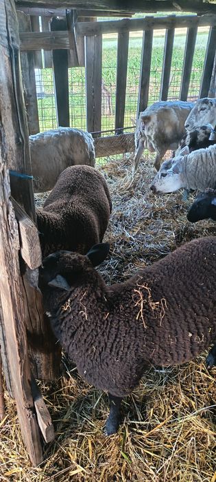 Mieluțe și berbecuți texel