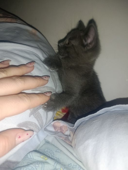 Отдам пушистика  в верные руки