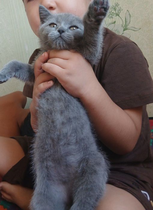 Mushuk sotiladi 4oylik