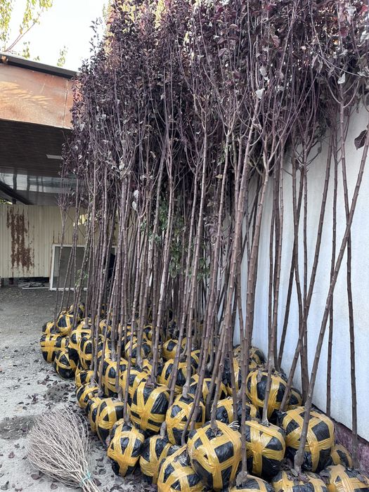 Слива писард Sliva pisard