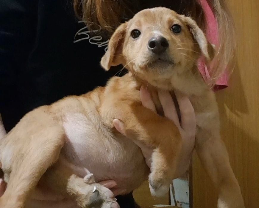 Отдам щенка в хорошие руки