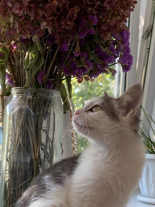 Отдам котенка!!!
